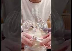 Enlace a Cómo cortar las uñas a tu mascota