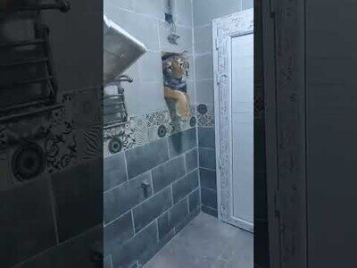 Cuando un tigre te mete prisa en el baño