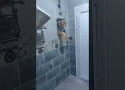 Enlace a Cuando un tigre te mete prisa en el baño