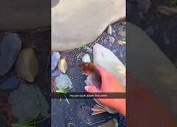 Enlace a El primer nado de mi pato Adam