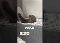 Enlace a Haciendo un remix de un gato intentando salir de un agujero