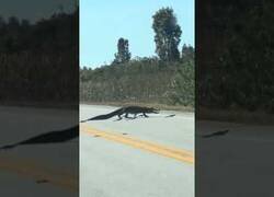 Enlace a Mamá cocodrilo cruza la carretera junto a sus retoños
