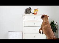 Enlace a Perro y gato trabajan juntos para robar golosinas