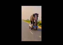 Enlace a Camioneta transporta un elefante
