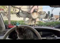 Enlace a Parabrisas salva a un gatito de ser atrapado por un halcón