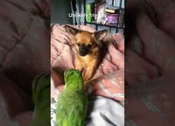 Enlace a Perros vs Pájaros