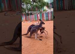 Enlace a Un minuto de canguros