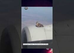Enlace a Graban a un pato que permaneció en el ala de un avión durante todo el vuelo