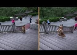 Enlace a El perro que sube las escaleras a dos patas