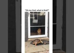 Enlace a Gato ve una tortuga por primera vez