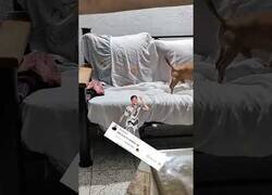 Enlace a El perro no encontraba su galleta y los comentarios se salieron de control
