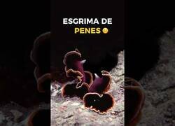 Enlace a ¿Sabías que algunos animales hacen 'esgrima de nepes'?