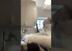 Enlace a Cuando el gato te escucha decir: 