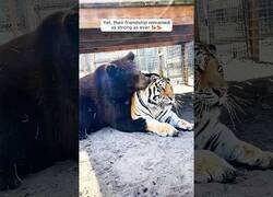Enlace a Un oso y un tigre crecen juntos y se hacen amigos