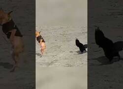 Enlace a Perros vs Pájaros