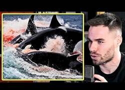 Enlace a ¿Por qué los animales marinos temen a las orcas?