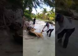 Enlace a Liberan a una tortuga marina gigante atrapada en las raíces de un árbol en Honduras