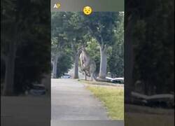 Enlace a Graban un canguro gigante visto en Australia