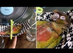 Enlace a Este loro se relaja en su hamaca-mascarilla