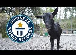 Enlace a La cabra más pequeña del mundo