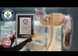 Enlace a El gato con la cola más larga del mundo