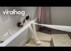 Enlace a Estos gatos necesitaban papel en el baño