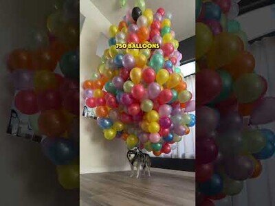 ¿Cuántos globos hacen falta para que el perro flote?