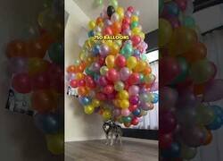 Enlace a ¿Cuántos globos hacen falta para que el perro flote?