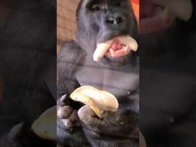 La técnica definitiva de este gorila para comer plátanos