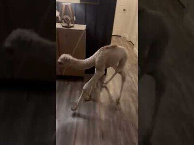 Así es tener un camello bebé descordinado como mascota