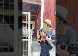 Enlace a El caballo que toca la guitarra con el morro