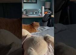 Enlace a Gatos reaccionando a estornudos humanos