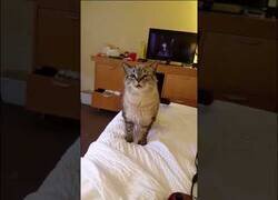 Enlace a A este gato no le salía el estornudo