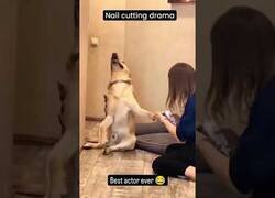 Enlace a Animales montando drama al cortarles las uñas