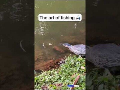 Este pájaro conoce el arte de pescar
