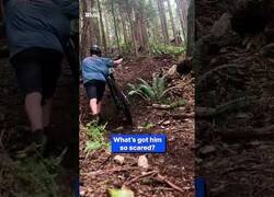 Enlace a Ciclista de descenso tiene un encuentro con un oso en la montaña