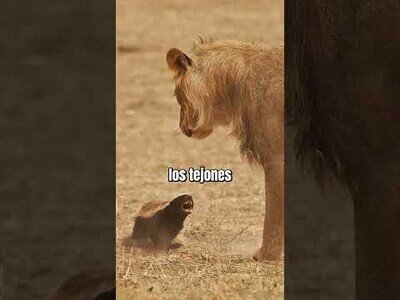 El tejón de la miel, el animal al que temen los leones