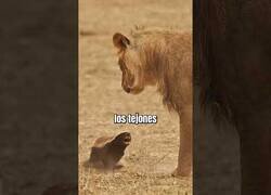 Enlace a El tejón de la miel, el animal al que temen los leones