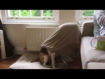 Este perro aprendió a arroparse a sí mismo