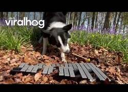 Enlace a Border Collie toca el xilófono