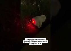 Enlace a Este perro se comió un juguete con luces