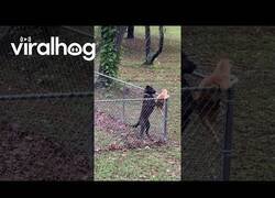 Enlace a Perro guardián evita que un gato se salte la valla