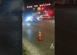 Enlace a Una vaca al margen de la ley