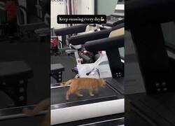Enlace a Este gato quiere ponerse en forma