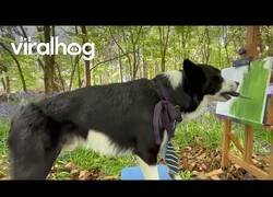 Enlace a Este Border Collie está hecho todo un artista
