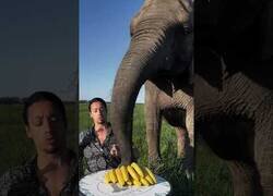 Enlace a Compartiendo almuerzo con un elefante
