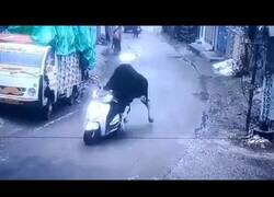 Enlace a Un toro roba una moto en la India