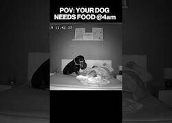 Enlace a Perros despertando a sus dueños porque tienen hambre