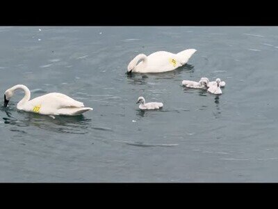 Madre cisne protege a sus crías de las gaviotas
