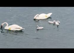 Enlace a Madre cisne protege a sus crías de las gaviotas